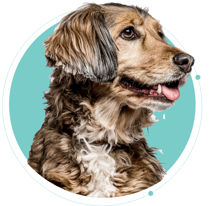 Pet Collection Image