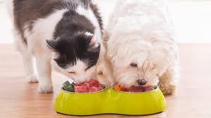 Possible Health Concerns When Dogs Consume Too Much Cat Food | Can Dogs Eat Cat Food | Nourish?