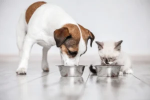 Ways To Prevent Your Dogs From Eating Cat Food | Can Dogs Eat Cat Food | Nourish?