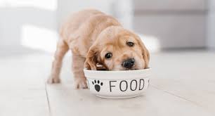 Why Dogs Are Attracted to Cat Food | Can Dogs Eat Cat Food | Nourish?