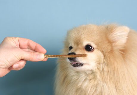 fi image dog snack