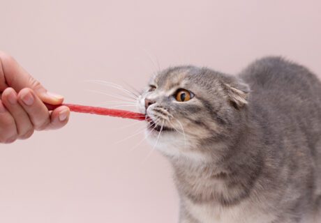 fi best cat treat 2025