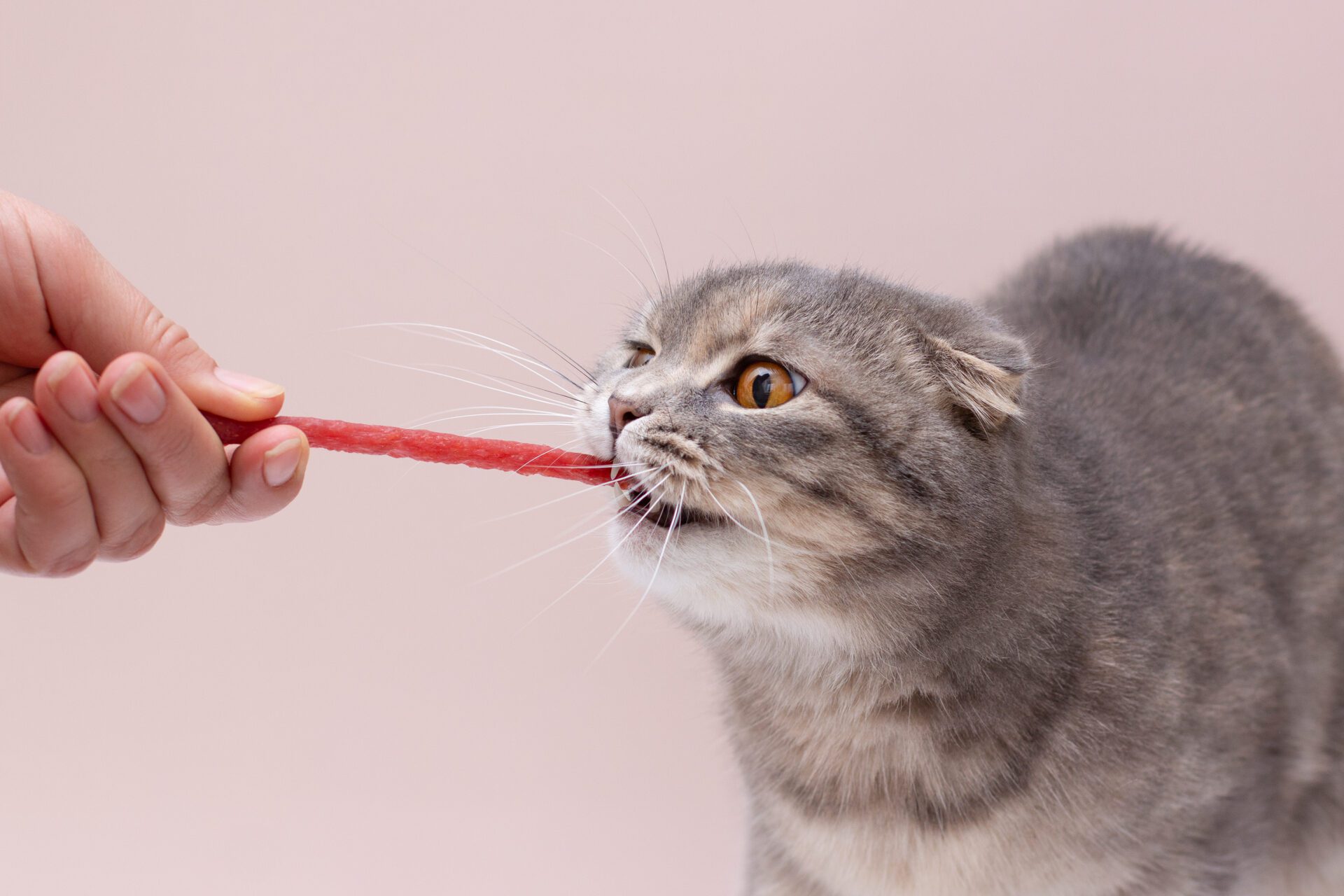 fi best cat treat 2025