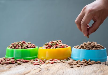 hand holding plastic bowl full with dog food on gray background