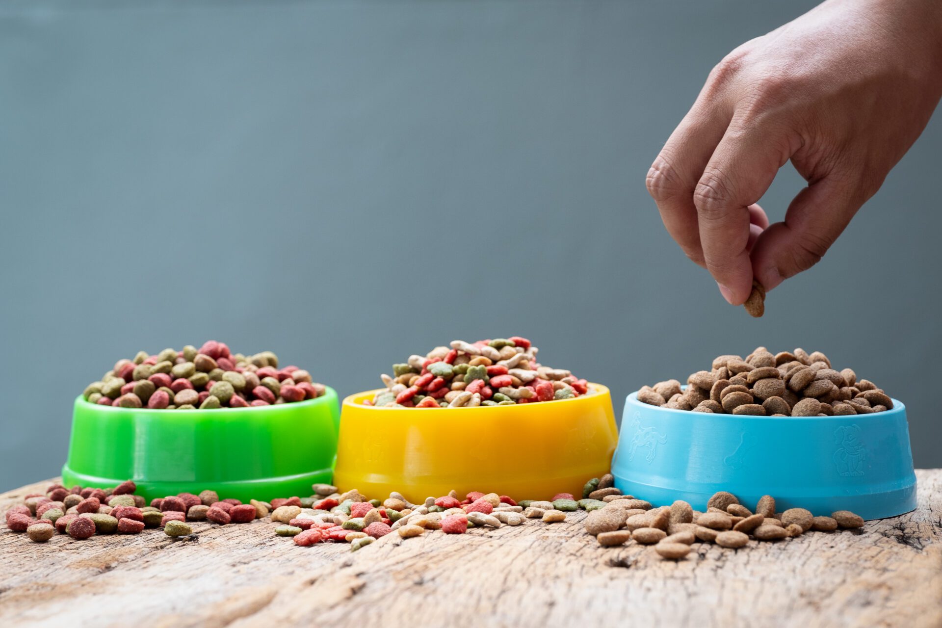 hand holding plastic bowl full with dog food on gray background