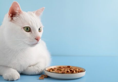 15 Best Grain Free Cat Food in Malaysia