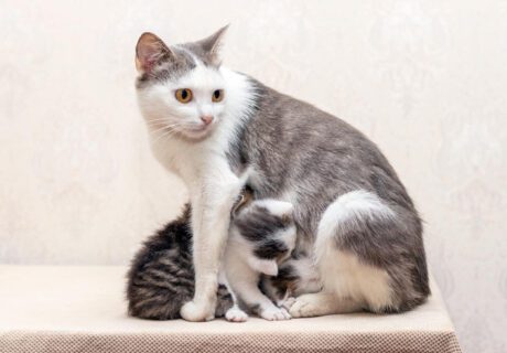 Featured Image | Can Kitten Eat Adult Cat Food | Nourish
