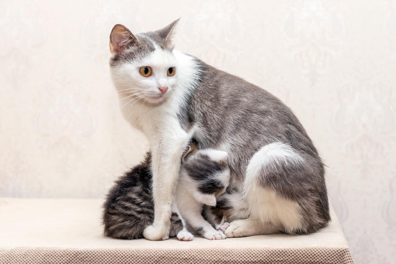 Featured Image | Can Kitten Eat Adult Cat Food | Nourish