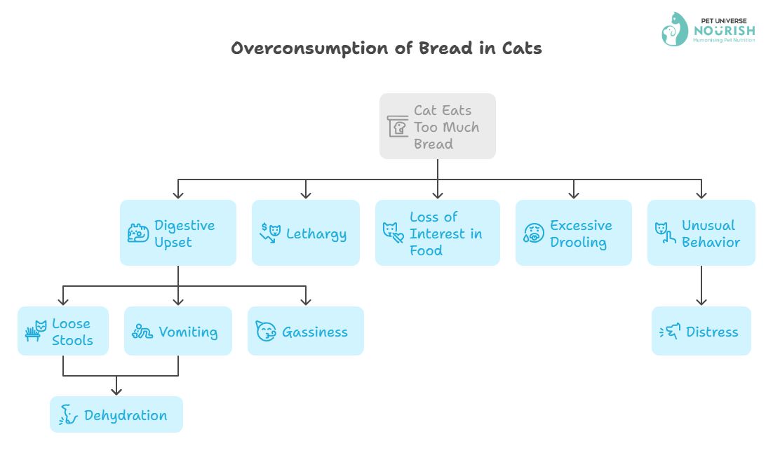 Possible Side Effects Of Cats Eating Too Much Bread | Nourish