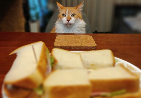 Can Cats Eat Bread | Nourish