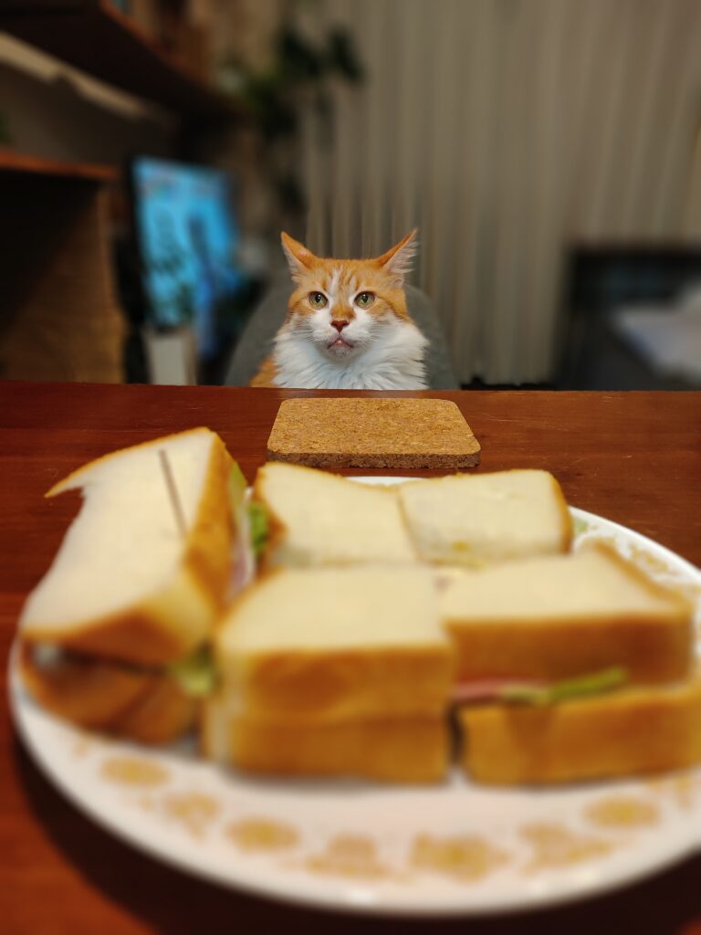 Can Cats Eat Bread | Nourish