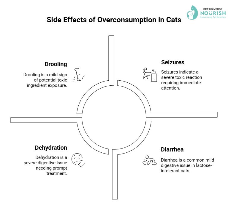 Overconsumption of Cat Eating Ice Cream Side Effects | Can Cat Eat Ice Cream | Nourish