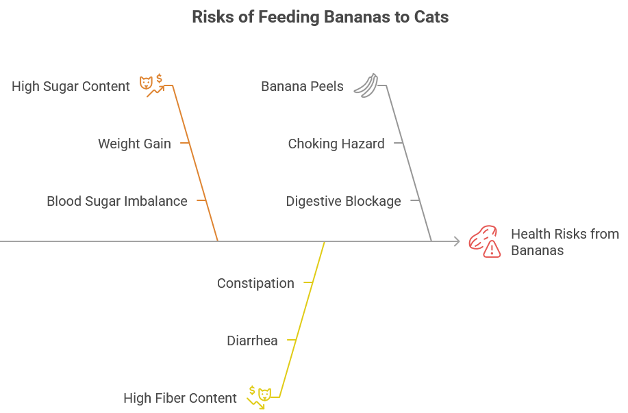Risks of Feeding Bananas to Cats - Can cat eats banana - Pet Universe Nourish