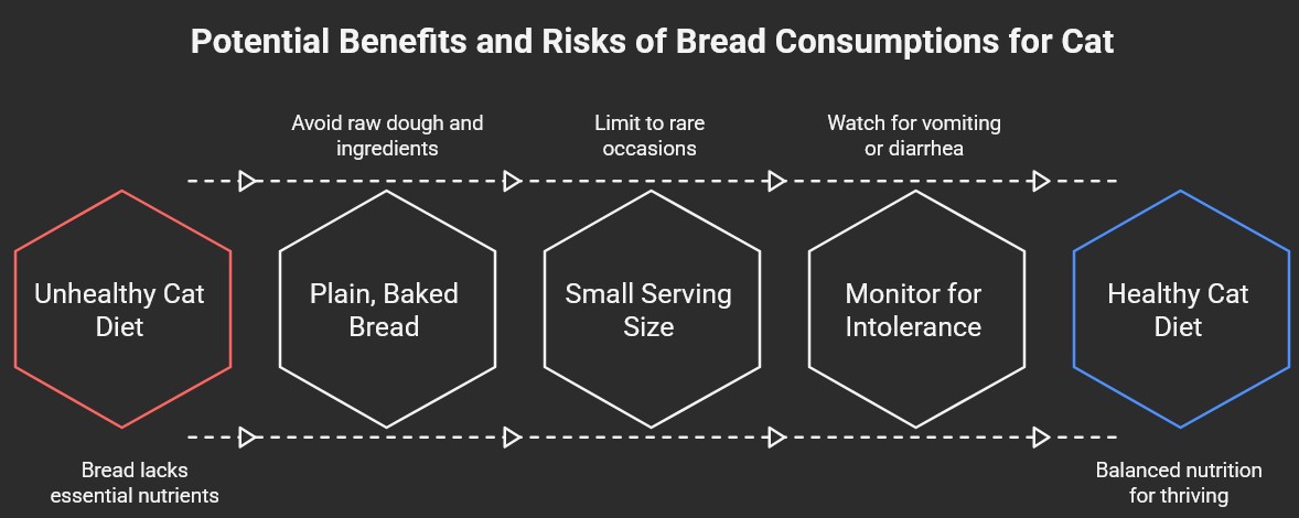 Potential Benefits and Risks of Bread Consumption for Cat - Nourish